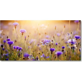 Obraz Ochranný panel Polní květy 100x50 cm + LEPIDLO