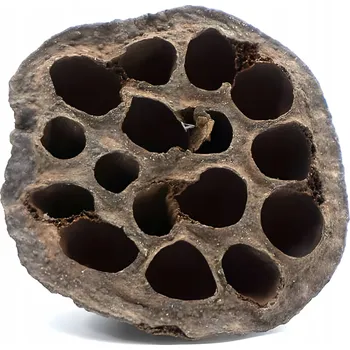 Obraz Lotos sušený dekorace 7-9 Cm