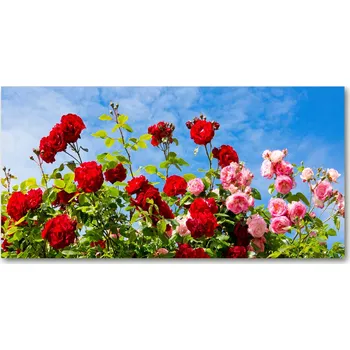 Obraz Ochranný panel Divoce rostoucí růže 140x70 cm + LEPIDLO