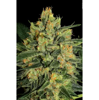Semeno Paradise Seeds Durga Mata II CBD Balení: 5ks