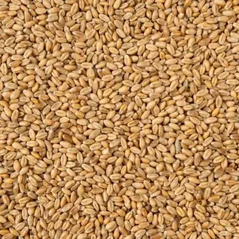 Sušená potravina Pšenice ozimá BIO 250g