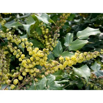 Sazenice Mahónie Bealova 'Hivernant' kontejner C12, výška 60-80cm