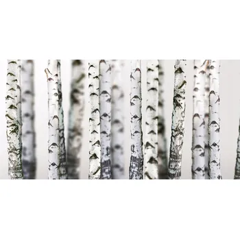 Obraz Ochranný panel Březové kmeny 120x60 cm + LEPIDLO