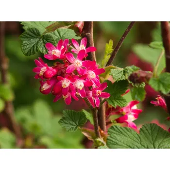 Sazenice Meruzalka krvavá 'Amore' Balení: kontejner C3