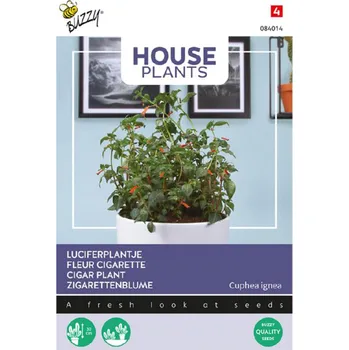 Sazenice Semená - HOUSE CUPHEA IGNEA