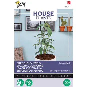 Semená - HOUSE EUKALYPTUS CITRÓNOVÝ