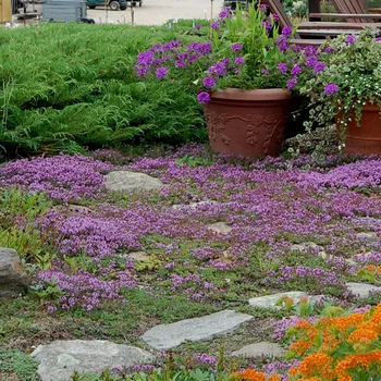 Sazenice levandule-online.cz Mateřídouška časná - Thymus serpylium " Red Carpet "