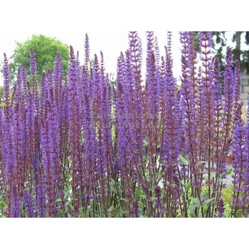 Sazenice levandule-online.cz Šalvěj hajní - Salvia nemorosa 'Caradonna'