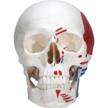 Model lebky s malovanými svaly