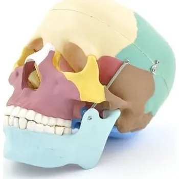 Anatomický model lebky s barevným rozlišením