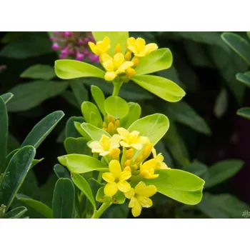 Sazenice Lýkovec 'Royal Crown' Balení: kontejner p13