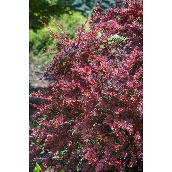 Sazenice Agarden Dřišt'ál Thunbergův 'Rose Glow' kontejner 4 L