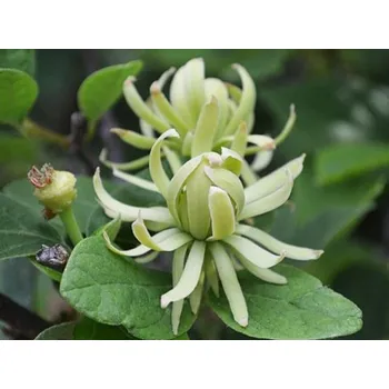 Sazenice Sazaník květnatý 'Athens' Balení: kontejner C4