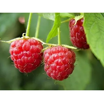 Sazenice Maliník 'Schönemann' Balení: kontejner p11