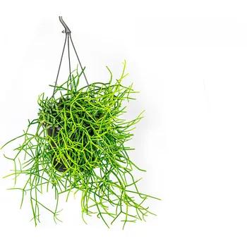 Gardners Rhipsalis mix - závěs, průměr 17 cm Rhipsalis, věšák