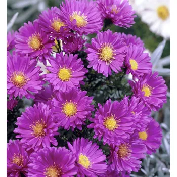 Sazenice Hvězdnice novobelgická ´SARAH BALLARD´ kont. 0,5 l