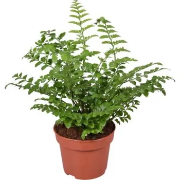 Sazenice Sleziník, Asplenium parvati, průměr květináče 12 cm