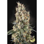 Paradise Seeds Mendocino Skunk Balení: 10ks