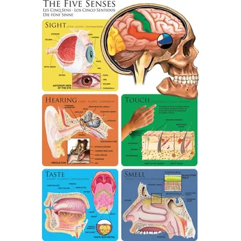 Plakát Plakát, Obraz - Pět smyslů - lidská percepce