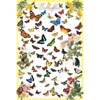 Plakát Plakát, Obraz - Motýli - druhy a morfologie