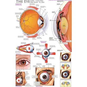 Plakát Plakát, Obraz - Lidské oko - anatomie