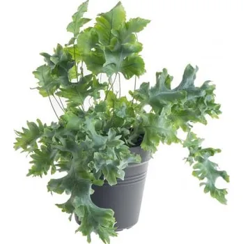 Sazenice Tečkovka zlatá, Phlebodium aureum Davana, průměr květináče 12 cm