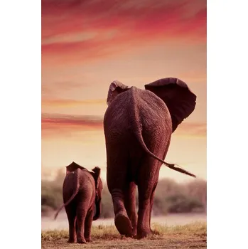 Plakát Plakát, Obraz - Elephant Walking with Calf