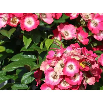 Sazenice Růže 'Rosy Boom Mini' Balení: kontejner C6