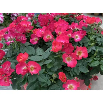 Sazenice Růže 'So Zen' Balení: kontejner C5