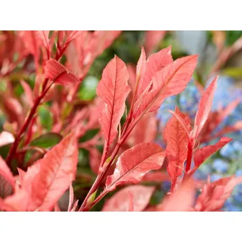 Sazenice Blýskavka 'Little Perfecta' Balení: kontejner C5, Tvar: výška 30-40cm