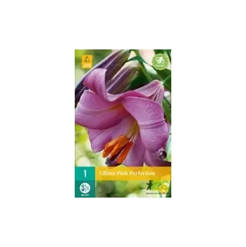 Semeno Lilie Pink Perfection (1 cibule) "B"