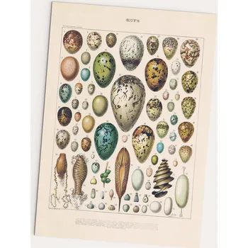 Obraz Plakát Oeufs A2, vintage vejce ptáků, bez rámu, 42 x 59,4 cm