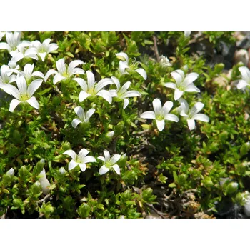 Sazenice Písečnice čtyřplátečná - Arenaria tetraquetra Balení: kontejner p9