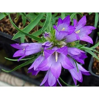 Sazenice Modroušek - Edraianthus graminifolius Balení: kontejner p9