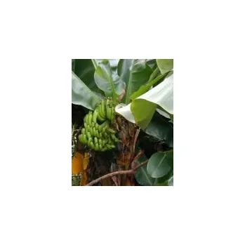 Sazenice Sazenice banánovníku - Musa acuminata
