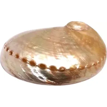 Přírodní kámen Novinka exkluzivní mušle Paua světlá 13,5 cm