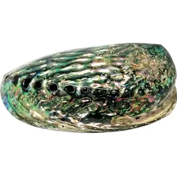 Exkluzivní mušle Paua cca 13 cm