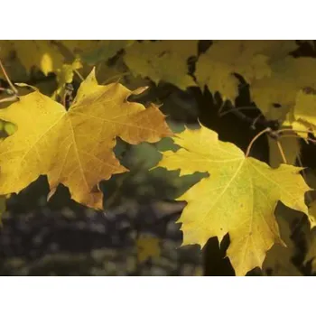Sazenice Javor mléč 'Columnare' kontejner C15, výška 160-180 cm