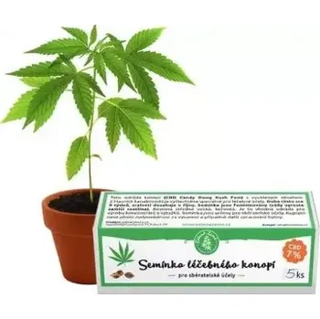 Semeno Konopí Semínka léčebného konopí 5ks