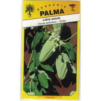 Semeno Liána Arauta – Arauta sericofera
