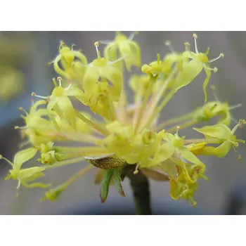 Sazenice Dřín lékařský kontejner C20, výška 140-160cm