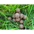 Boilies LT Baits Krmné boilies 20 mm/5 kg