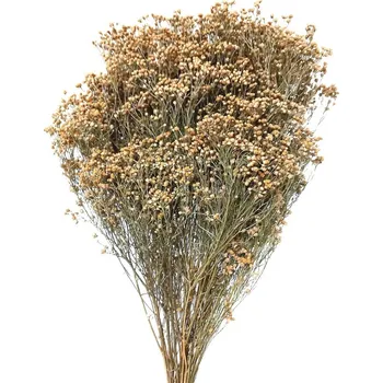 umělá květina Sušený Broom Bloom přírodní, kytice/svazek 45g