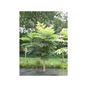 Sazenice Aralia elata Prodana štíhlá