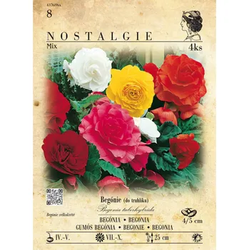 Nostalgie Begónie velkokvětá směs 4 ks