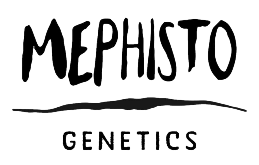 Mephisto Genetics - Sweet n Sour Auto 3 ks