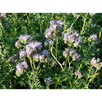 Semeno Osivo - Svazenka vratičolistá (Phacelia tanacetifolia) - 0,5 kg