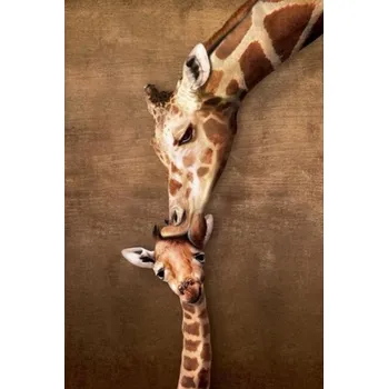 Gaira® Malování podle čísel Žirafy M11257