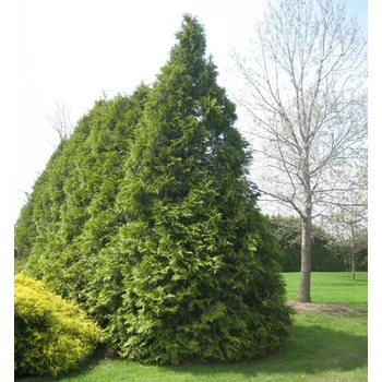 Sazenice Zerav východní ´ELEGANTISSIMA´ 80-90 cm, kont. 2,5 l