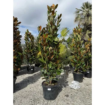 Sazenice Magnolia grandiflora - 200/220cm